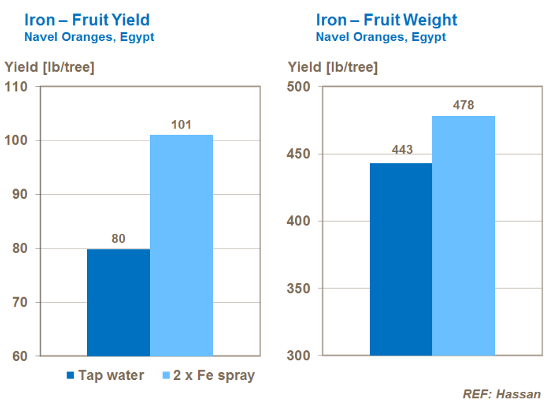 Fer et rendement - Oranges 