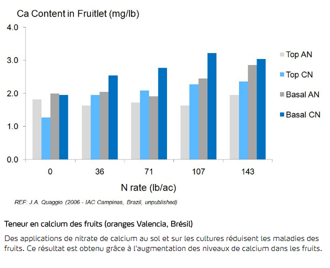 Teneur en calcium des fruits - Oranges