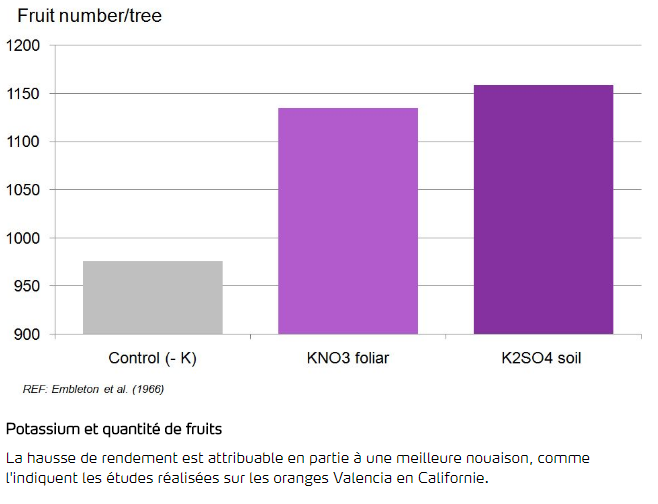 Potassium et quantité de fruits